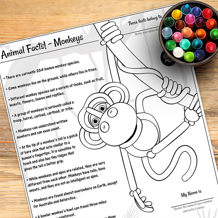 Animal Facts! – Monkeys